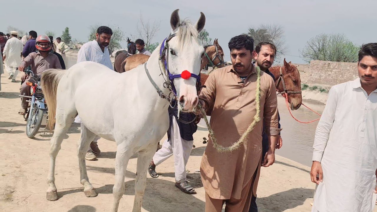 Pakistan Rustam Horse Farm In Pakistan Sarwar Shah Moza Rustam Sargana Jhang Shorkot ...