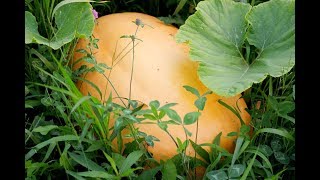 Pumpkin Patch Tour-Atlantic Giant Pumpkins!