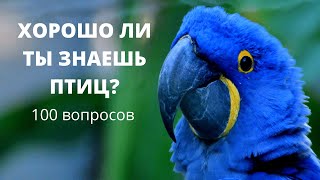 Тест Птицы 100 вопросов и ответов Хорошо ли ты знаешь Мир птиц? Тест-путеводитель по пернатым #птицы