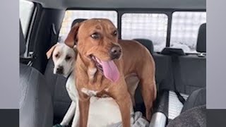 Snow plow driver saves dogs lost during blizzard | NBC New York Profile
