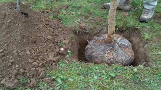 How to Plant a Tree : Planting Rootballed Trees