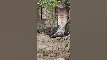 anaconda snack video 🔥#anaconda #snake