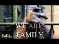 WE ARE FAMILY (Orangutan Documentary)