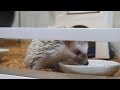 ハリネズミのご飯タイム