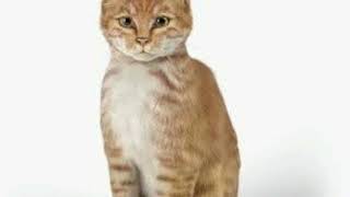 Cat In Blender Video Cat In Blender Cat Blender Video Twitter Cat In A Blender