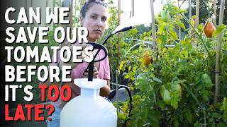 Our Tomatoes Are Diseased! So I Tried Gary Pilarchik's Tomato Fungal Spray: Here's What Happened