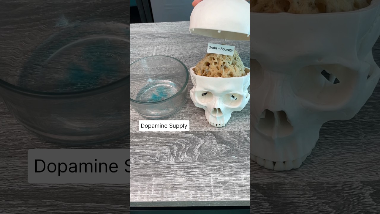 What does cocaine do to your brain?