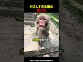 やさしすぎる猿の育て方