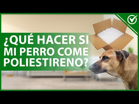 Video: Remedios caseros para un gato lanzando