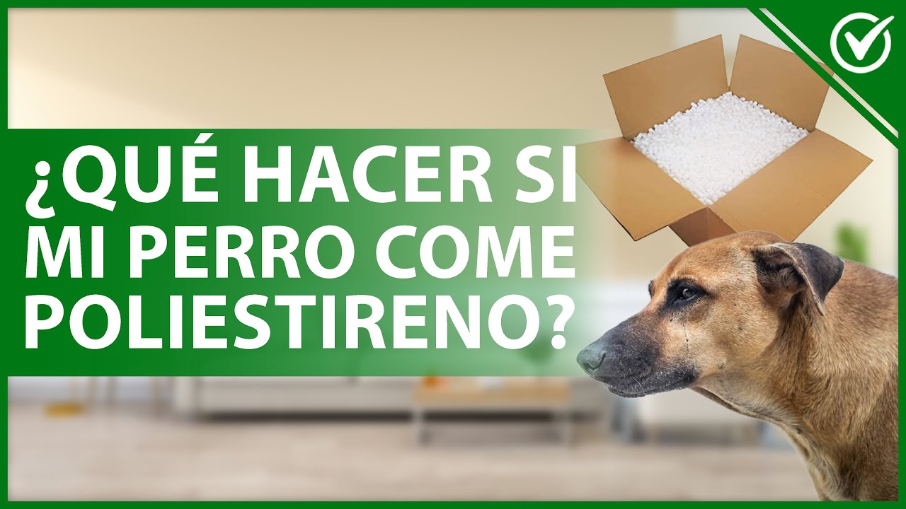 Como hacer para que mi perro acepte a otro perro