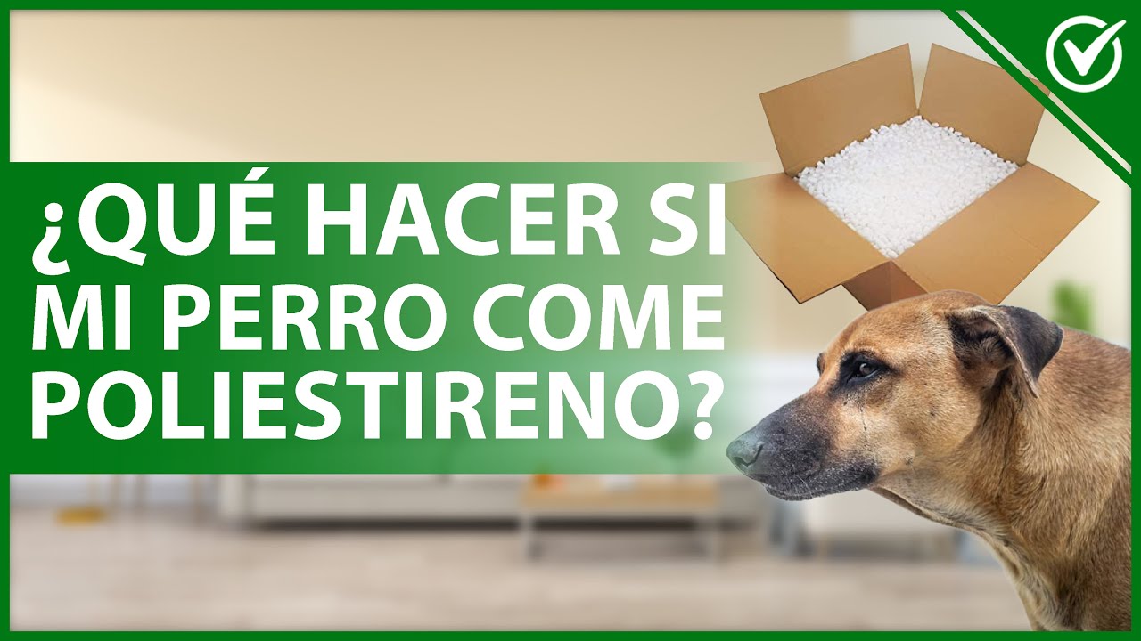 Que hacer cuando un perro muerde a su dueño