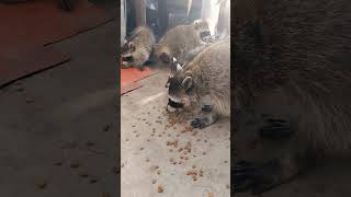 Momma Raccoon and her Babies #shorts #shortvideo #animals #raccoon #wildanimals