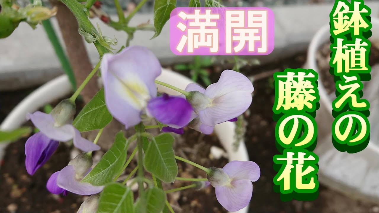 鉢植えで 藤の花が満開！ - YouTube