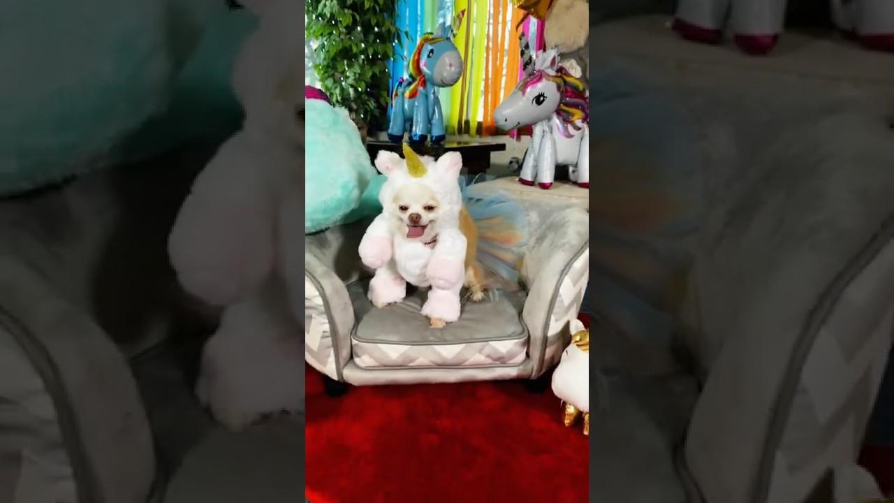 Dog Unicorns Are Real (Comedy Skit) | The Furry Kiddos