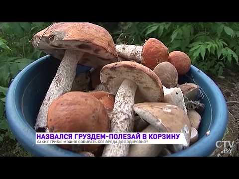 Отравление грибами. Опасные и ядовитые грибы. Какие грибы можно есть?