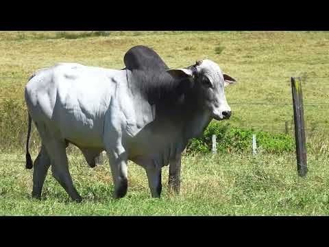 LOTE 50   NIVI 1759