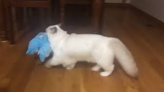 Ragdoll kitten - пыхчу, но тащу - котенок рэгдолл и большая игрушка Ragdoll kitten - пыхчу, но тащу - котенок рэгдолл и большая игрушка