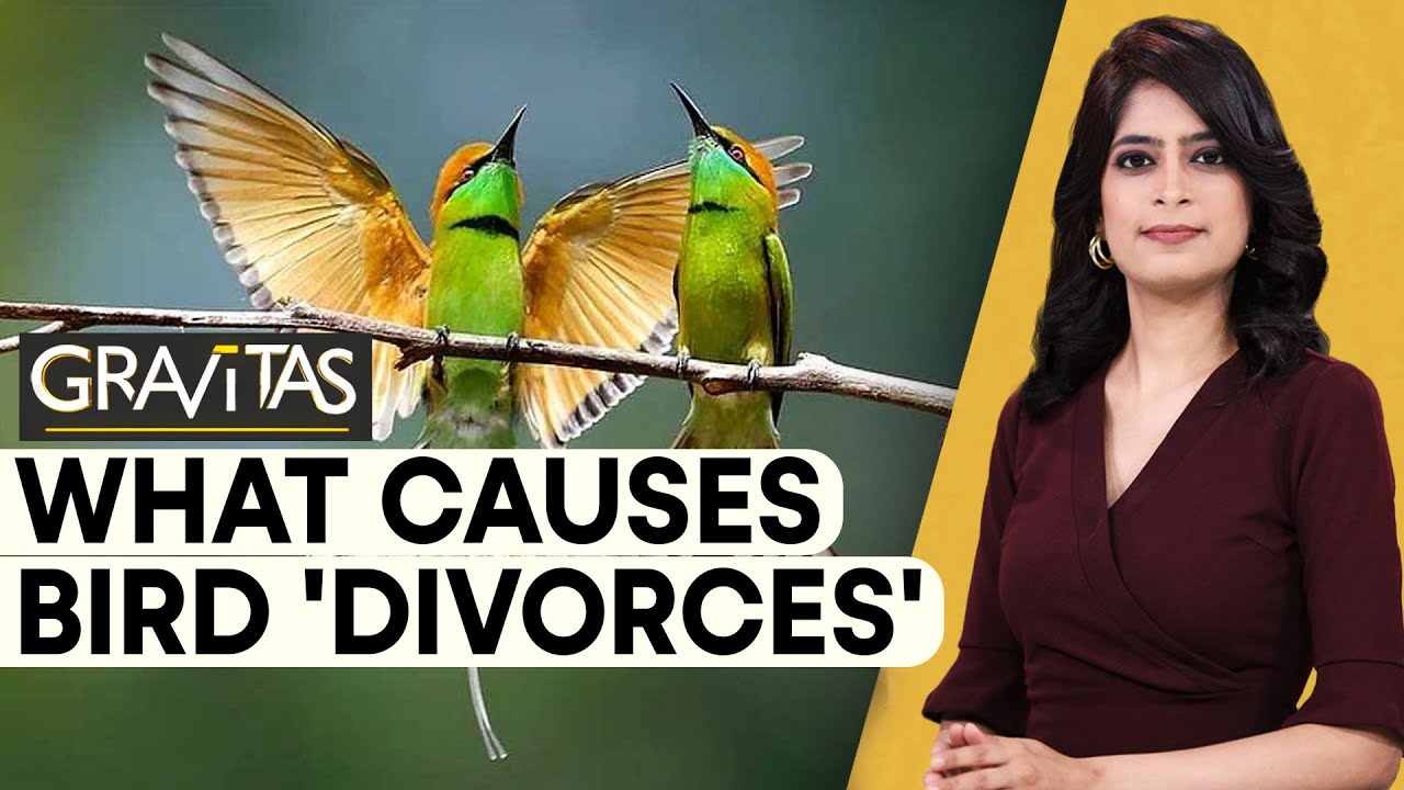 Gravitas: Are birds bad at long-distance relationships? | WION