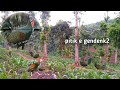 shot ayam hutan di kebun pak de ayam nya melimpah ‼️hunting green jugle fowl terbaru 2024