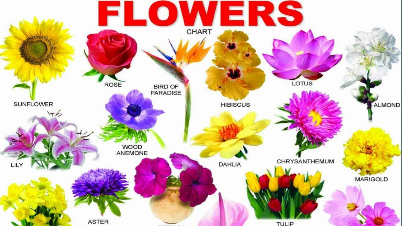 Learn Flowers Name With Picture In English For Kids Youtube