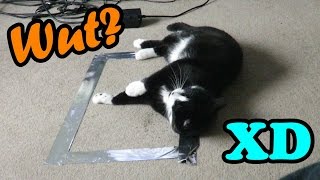 CAT VIDEO-CEPTION