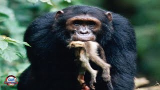 The Most Brutal Chimpanzee!! Kills a Monkey in Seconds