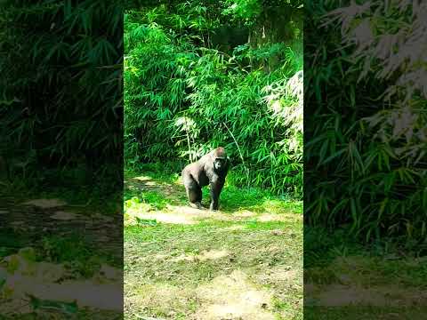 GORILLA Gorilla Bronxzoo Animals