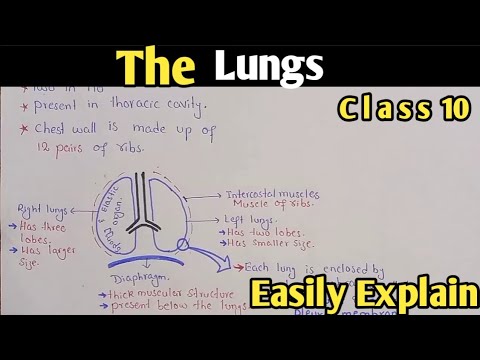 The Lungs Structure And Functions Class 10 Biology