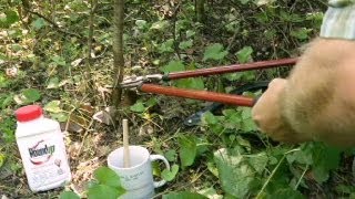 How to fight the buckthorn battle