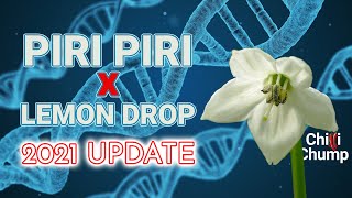 Piri Piri x Lemon Drop: Crossing Peppers update