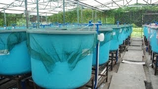 IBC Aquaponics - Step-by-Step Video Instructions - Eliminate Common Mistakes - Aquaponics Made Easy