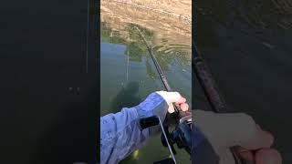 Larger Bass Flipping Reeds. Youndertail DOOP #bassangle#flipping #kayakfishing#largemouthbass