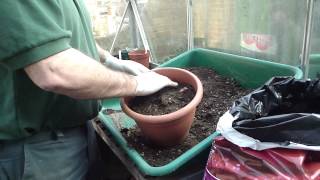 How to start off dahlia tubers in the greenhouse - Tims Tips from Directbulbs