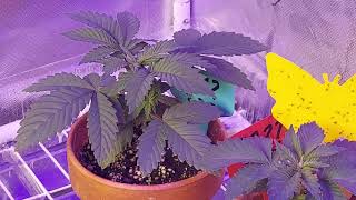 Grower Deacon Dave indoor cannabis grow in MO