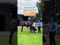 Derby winner City Of Troy was calmly saddled in the paddock before his Classic win!