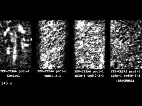 The TWD40-2 protein and the AP2 complex cooperate in the clathrin ...