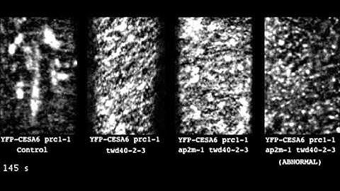 The TWD40-2 protein and the AP2 complex cooperate in the clathrin-mediated endocytosis...