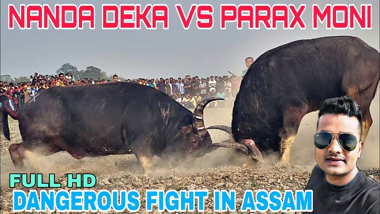NANDA DEKA VS PARAXMONI || SIKABORI MOHJUJ 
