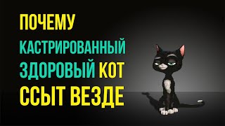 Почему Здоровый Кот Писает На Все Углы | Почему Кошка Писает В Постель Хозяина