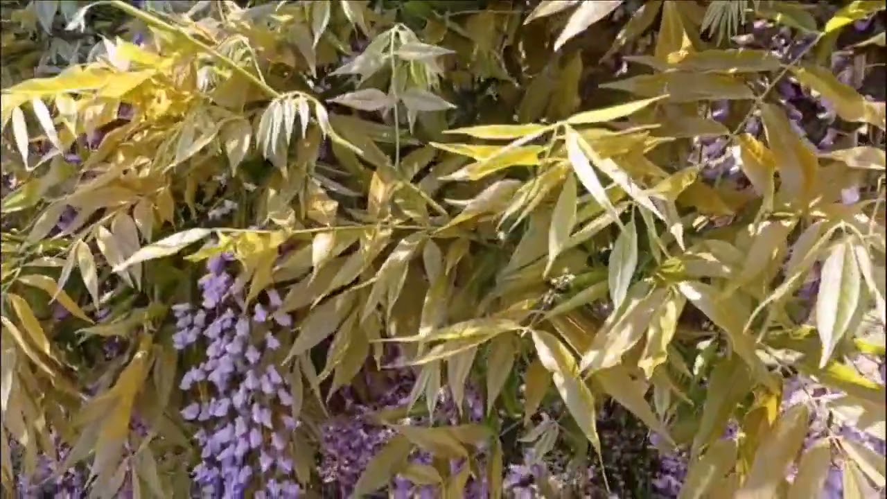 Demon Chaser Wisteria Plant