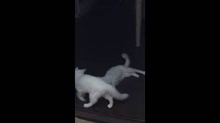 Забавные смешные кошки. Белые ангорские забияки.funny videos with cats Забавные смешные кошки. Белые ангорские забияки.funny videos with cats