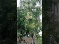 ఎన్ని మునక్కాయ లో | Drumstick Plant from our Farm #shortsfeed #shorts #trending #subscribe