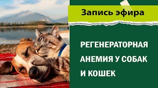 Регенераторная анемия у собак и кошек