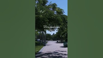 القرآن الكريم #ياسر_الدوسري #اكسبلور #قرآن #قران_كريم #راحة_نفسية #عمر_بن_ضياء_الدين #حالات_واتس