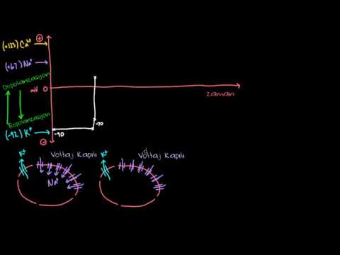 Kardiyak Miyositlerdeki Aksiyon Potansiyeli (Sağlık Bilgisi ve Tıp)