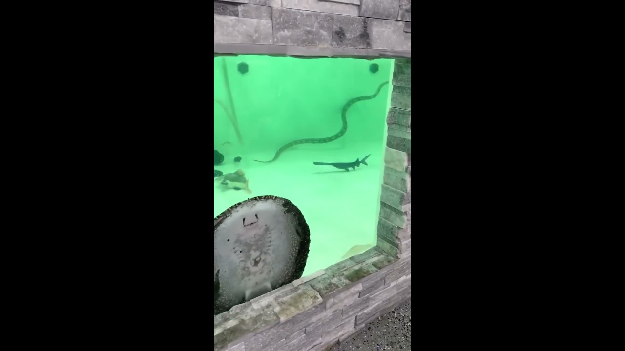 Giant Snake In My Fish Tank 