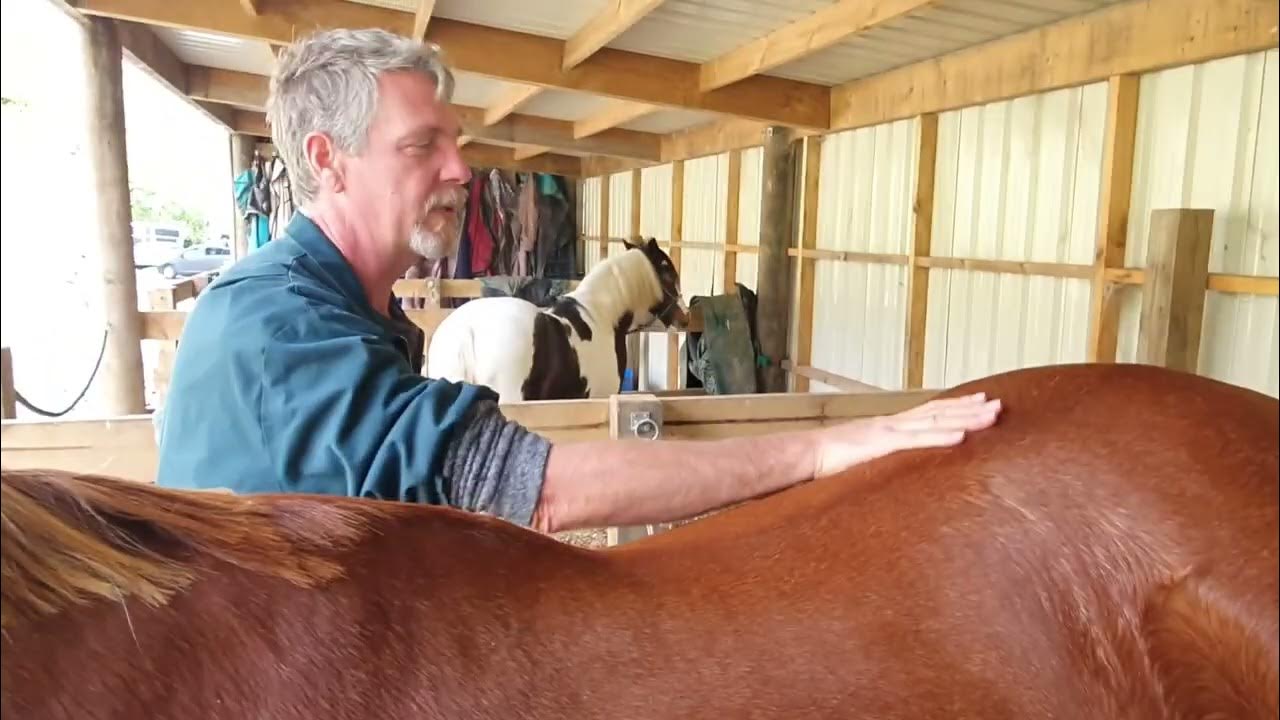 Dealing with rain scald on your horse. YouTube