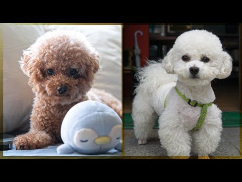 Video: Komfortabel hund, når hans ejer forlader