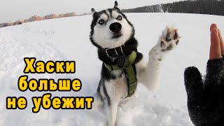 How To Train A Siberian Husky