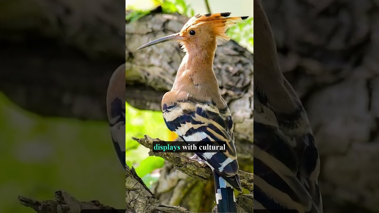 Elegance and VIOLENCE! The Hoopoe Bird's Shocking Defense! 